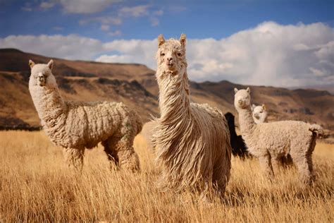 Do llamas like music? An exploration into the enigmatic world of music and llamas