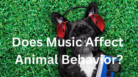 what animals like music and how it affects their behavior